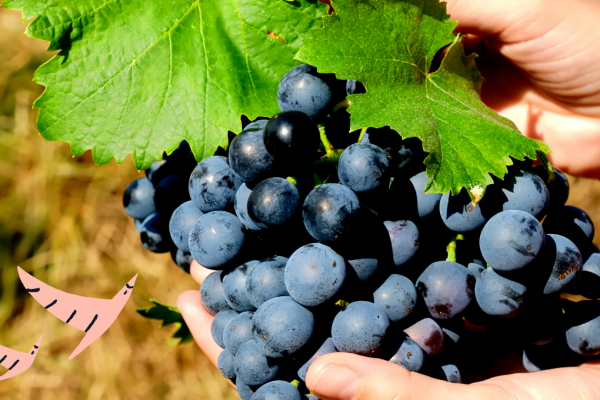Bright photo of hands holding a cluster of dark purple grapes, spilling over their palm, and a two green grape leaves above, overlaid with 2 hand drawn salmon-coloured birds in flight
