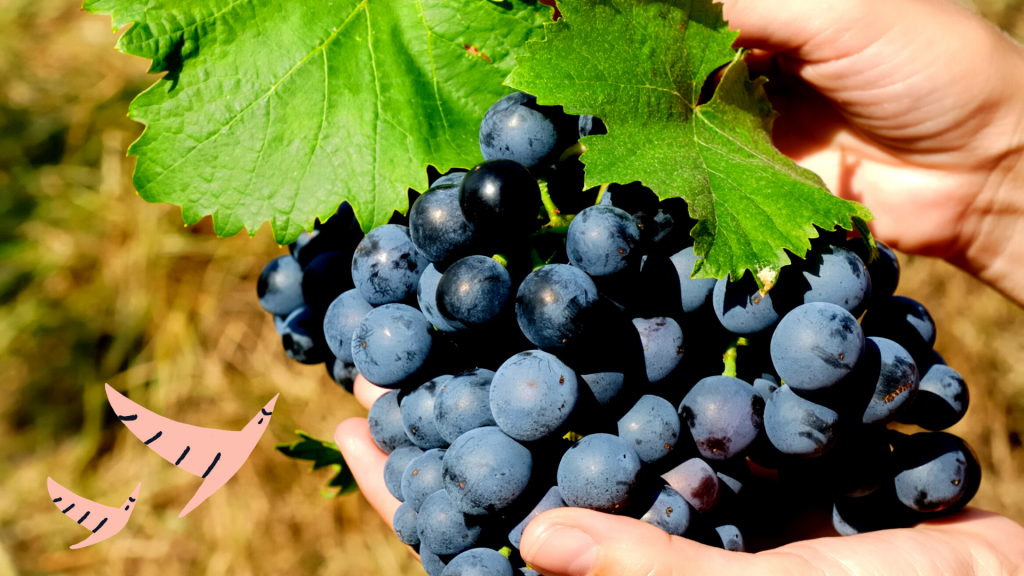 Bright photo of hands holding a cluster of dark purple grapes, spilling over their palm, and a two green grape leaves above, overlaid with 2 hand drawn salmon-coloured birds in flight