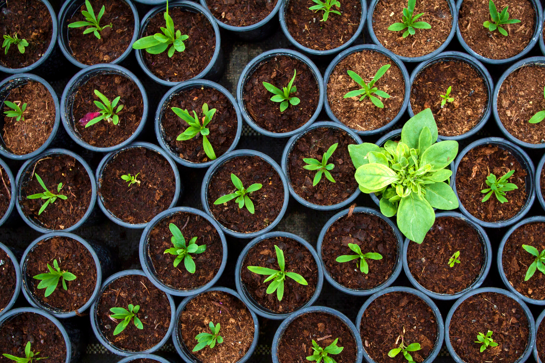 Sage Plant image