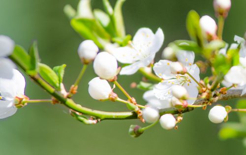 kirschblütenzweig als banner