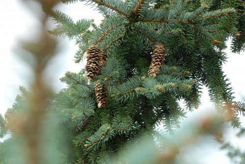 Pine cones and branches of pine tree.