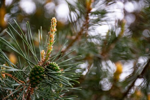 Picture of pine cones on a branch by Brett Sayles from pexels.