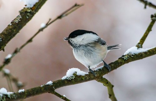 Picture of a chickadee by Erik Karits from pexels.